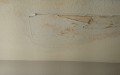 Phoenix Drywall Repair LLC