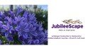 JubileeScape