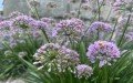 Skyline Landscape Design LLC