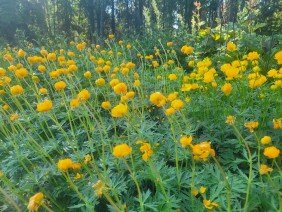 Alaska Botanical Garden - Photo 8