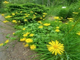 Alaska Botanical Garden - Photo 5