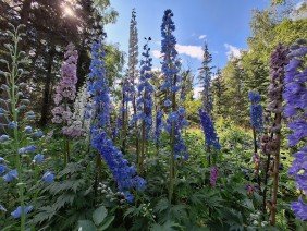 Alaska Botanical Garden - Photo 0