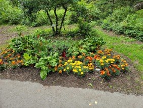 Alaska Botanical Garden - Photo 4