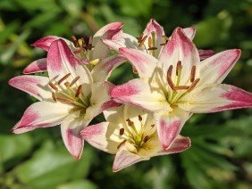 Alaska Botanical Garden - Photo 2