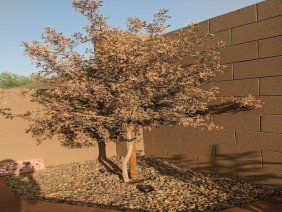 Desert Designer Landscape & Development - Photo 4