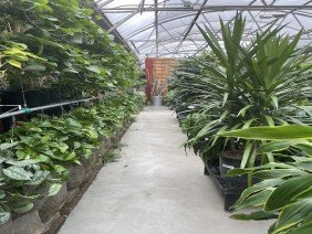 Green Connection - Photo 2