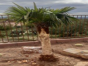 Desert Valley Landscaping - Photo 0