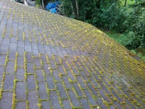 Moss Boss - Photo 0