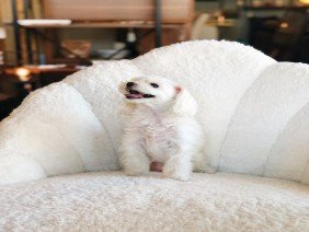 6IXTH SENSE LA - Photo 2