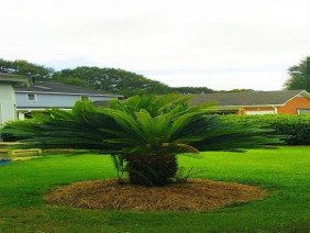 BTOPS Landscaping, Inc. - Photo -1