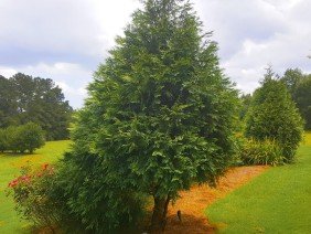 BTOPS Landscaping, Inc. - Photo 0