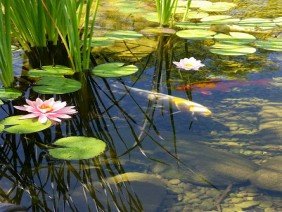 California Aquatics - Photo 3