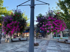 Curb Appeal Landscaping - Photo 4