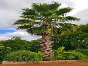 BTOPS Landscaping, Inc. - Photo 3