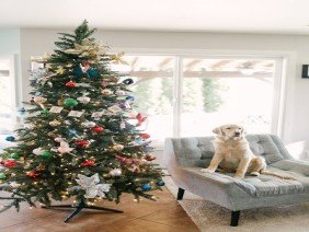 Pet Door Products - Photo 4