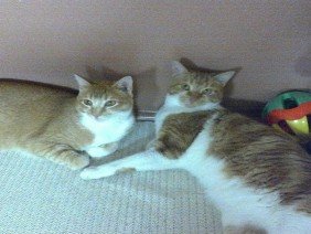 SouthCentral Surveyors of Texas - Photo 2