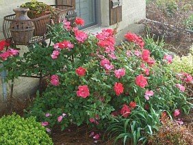 BTOPS Landscaping, Inc. - Photo 2