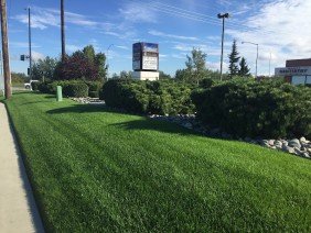Northern Greens - Photo 6