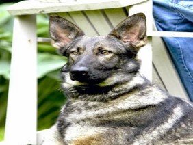 DogWatch of Southern Maryland - Photo 2