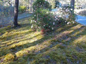 Wellnesscapes Design - Photo -1