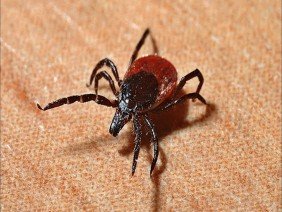 Simply Pest Solutions - Photo 5