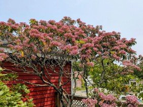 Ahronian Landscaping & Design - Photo 4