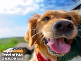 Invisible Fence of Frederick - Photo 0