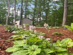 Reimagined Roots - Photo 3