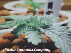 Alaska Cannabis Company - Photo 3