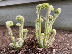 Churchill Gardens - Photo 5