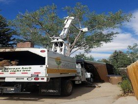 TigerTree - Photo -1