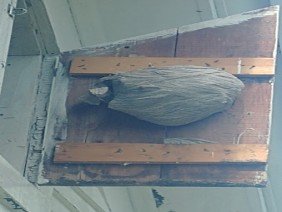 Simply Pest Solutions - Photo 0