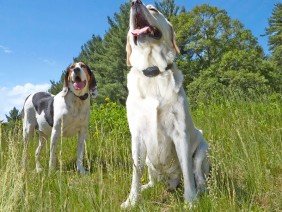 DogWatch by K9 Fencing of Michigan - Photo 4