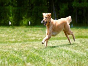 DogWatch by K9 Fencing of Michigan - Photo 5