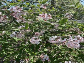 Churchill Gardens - Photo 1