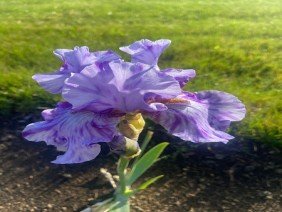 Churchill Gardens - Photo 0