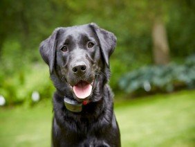 DogWatch of Southern Maryland - Photo 5