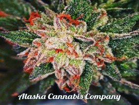 Alaska Cannabis Company - Photo -1