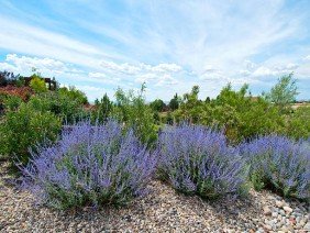 Green By Design - The Landscape Company - Photo 3