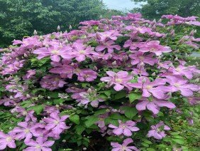 Churchill Gardens - Photo 3