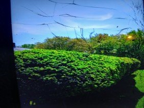 Tims tree & landscaping - Photo 3