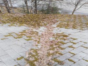 Moss Boss - Photo 4