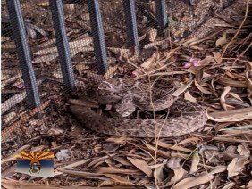 Arizona Snake Fence - Photo 6