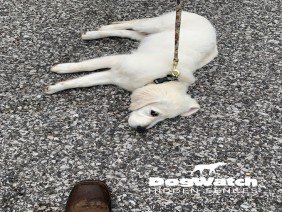 DogWatch by Great Lakes Pet Fencing Inc - Photo 3