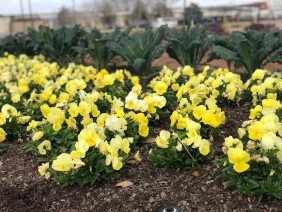 JubileeScape - Photo -1