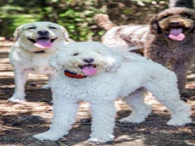 DogWatch of Arizona - Photo 1