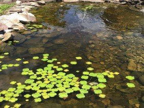 Clearwater Landscape & Nursery - Photo 0