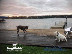 DogWatch by Great Lakes Pet Fencing Inc - Photo 0