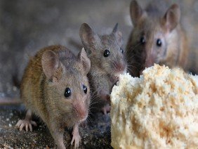 Simply Pest Solutions - Photo 1