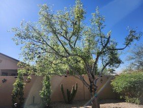 Pro Natural Landscape LLC - Photo 4